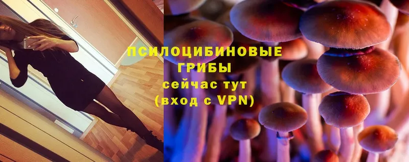 Псилоцибиновые грибы Cubensis  Покров 